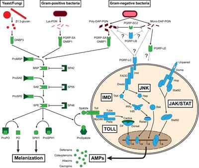 Immune Defenses of a Beneficial Pest: The Mealworm Beetle, Tenebrio molitor